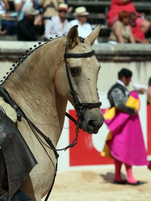 ESCALAFÓN DES REJONEADORS : LUIS ROUXINOL CRÉE LA SURPRISE