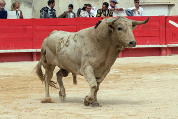 BILANS DE LA SAISON 2018 : NÚÑEZ DEL CUVILLO PREND RENDEZ-VOUS A NÎMES