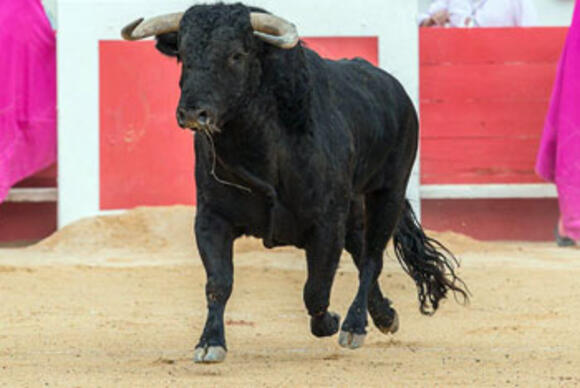 BILAN 2017 : NOVILLOS AUX ARÈNES DE NÎMES