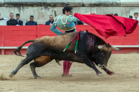 BILANS DE LA SAISON 2019 : EL TORERO, UN FER AU SOMMET DE LA TEMPORADA NÎMOISE