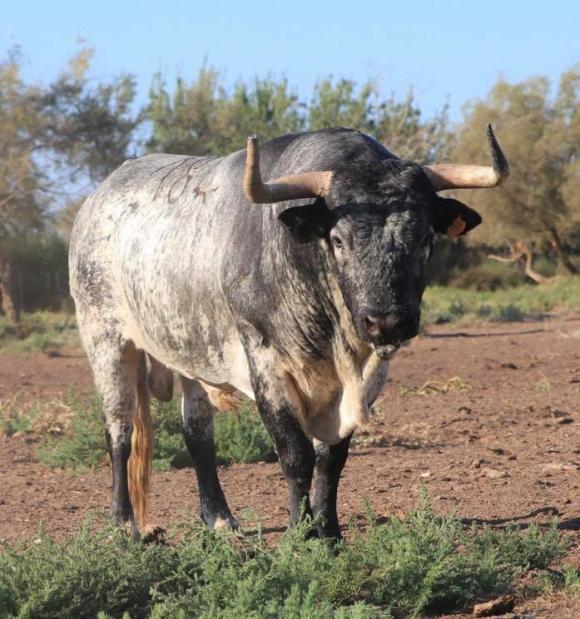 LA CORRIDA DE DIMANCHE APRÈS-MIDI : DEMANDEZ LE SORTEO !