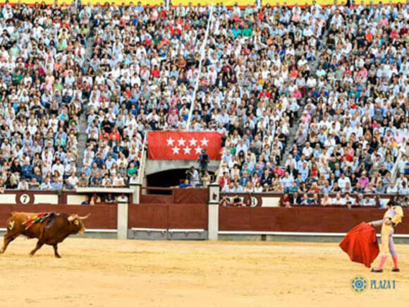 TEMPORADA : MIGUEL ÁNGEL PERERA FAIT CHAVIRER MADRID FACE A UN GRAND TORO DE NÚÑEZ DEL CUVILLO