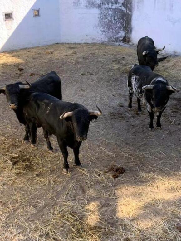 FERIA DES VENDANGES : LES TOROS SONT ARRIVÉS AUX CORRALS