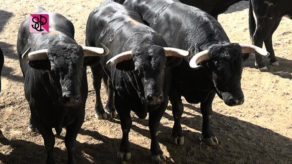 FERIA DE PENTECÔTE : VISITE DES TOROS AUX CORRALS
