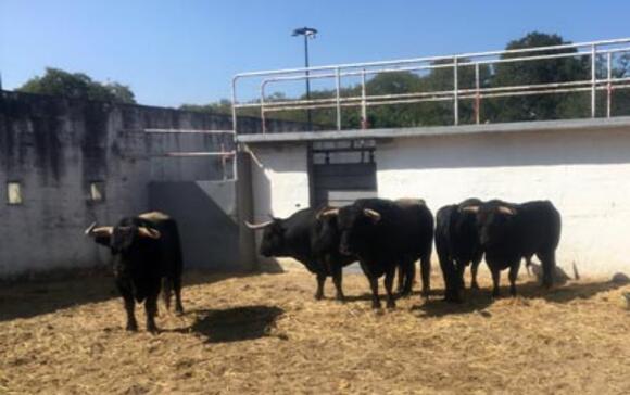 LA CORRIDA MIXTE DU JOUR : DEMANDEZ LE SORTEO !