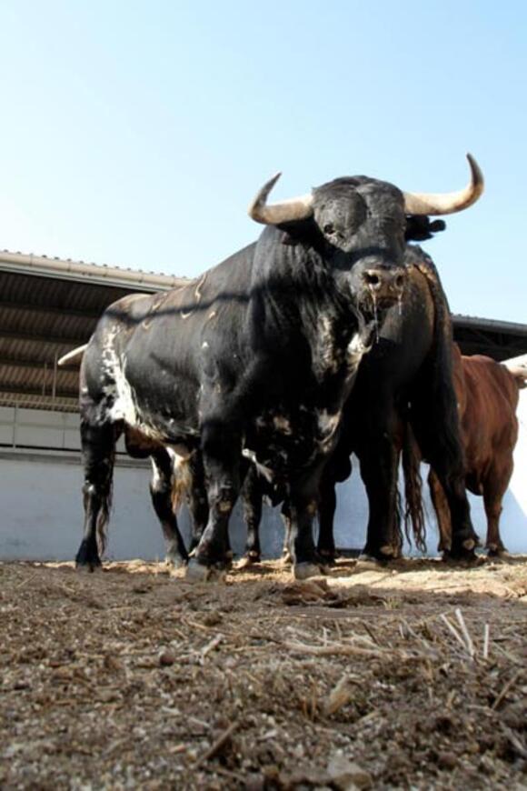 FERIA DES VENDANGES : LOTS DE TOROS APPROUVÉS ET PRÉSIDENCES PROCLAMÉES POUR LES CORRIDAS