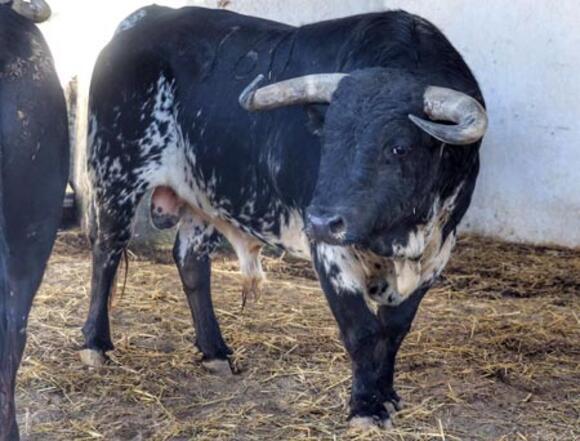 LA CORRIDA DU JOUR : DEMANDEZ LE SORTEO !