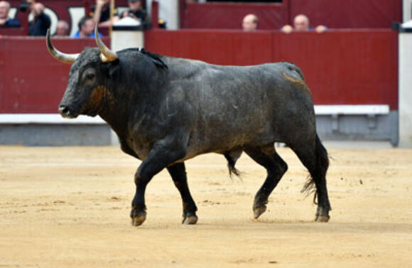 TEMPORADA : VICTORINO MARTÍN ANNONCE SA PRÉSENCE A MADRID POUR LES RAMEAUX
