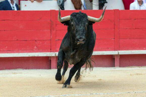 FERIA DES VENDANGES : VICTORINO MARTÍN RÉUSSIT SON RETOUR A NÎMES PAR LA GRANDE PORTE