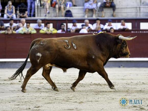 TOP 10 DES GANADERÍAS : EL COTILLO, LEADER DES NOVILLADAS