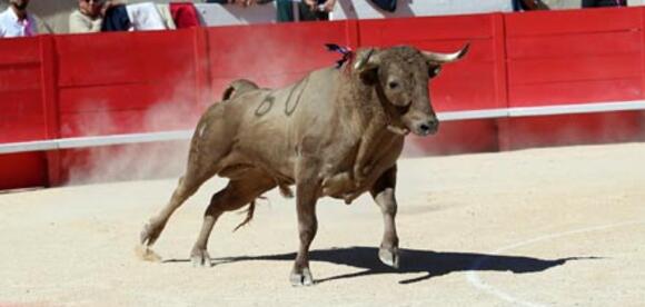 BILANS DE LA SAISON 2022 : DEUX GANADERÍAS AU PALMARÈS DES NOVILLADAS