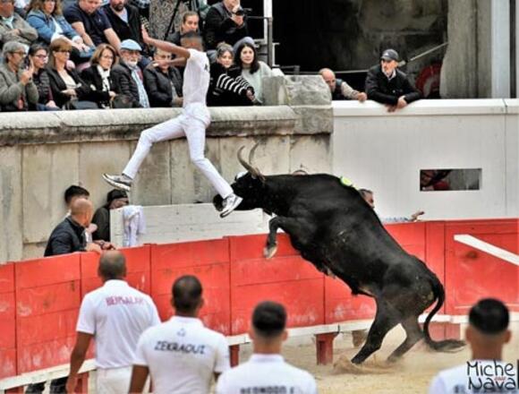 TEMPORADA 2024 : LE CHAMPION DE FRANCE DE COURSE CAMARGUAISE CHOISIT LES ARÈNES DE NÎMES