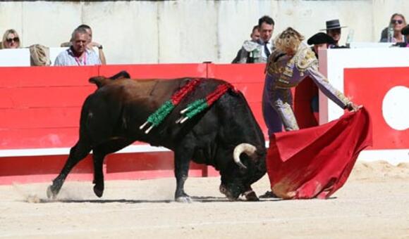BILANS DE LA SAISON 2022 : RETOUR SUR LA PRÉSENTATION DE L’ÉLEVAGE D’AVE MARÍA LORS DE LA FERIA DES VENDANGES