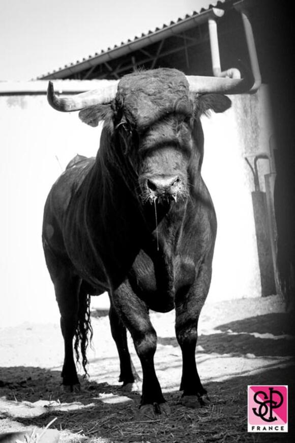 FERIA DES VENDANGES : LES PREMIERS LOTS DE TOROS SONT ARRIVÉS AUX CORRALS