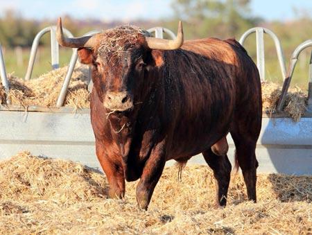 FERIA DES VENDANGES : SORTEO DE LA CORRIDA DE ROBERT MARGÉ