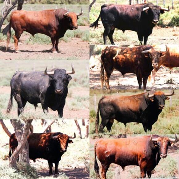 FERIA DES VENDANGES : LES TOROS DE MARGÉ, TOUT UN SPECTACLE !