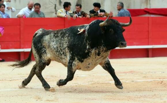 BILANS DE LA SAISON 2022 : LES TOROS DE ROBERT MARGÉ AU PALMARÈS DES VENDANGES