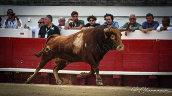 OBJECTIF FERIA DES VENDANGES : UN LOT HISTORIQUE DE ROBERT MARGÉ À BÉZIERS !