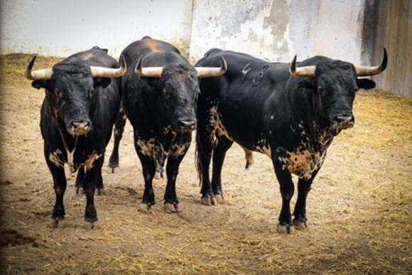 FERIA DES VENDANGES : SORTEO DE LA CORRIDA DE VICTORIANO DEL RÍO