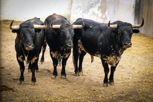 FERIA DES VENDANGES : LES TOROS SONT BIEN ARRIVÉS AUX CORRALS